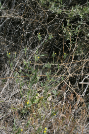 whitestem blazingstar (Mentzelia albicaulis)